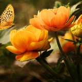 flowers-background-butterflies-beautiful-87452