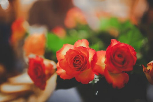 flowers-roses-close-up.jpg