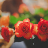 flowers-roses-close-up