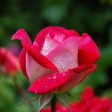 garden-rose-red-pink-56866-1