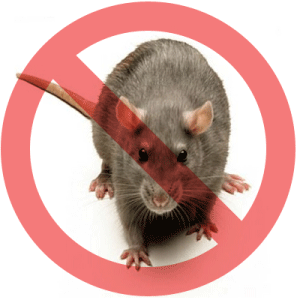 The Rat Removal Toronto know what to do with rats along with their attack. All you need to do is inquire further with regard to their products and services and they also would take it from there in your case. You could relax guarantee that they will be doing their jobs of eliminating individuals rats.

more info http://www.pestsecure.ca/