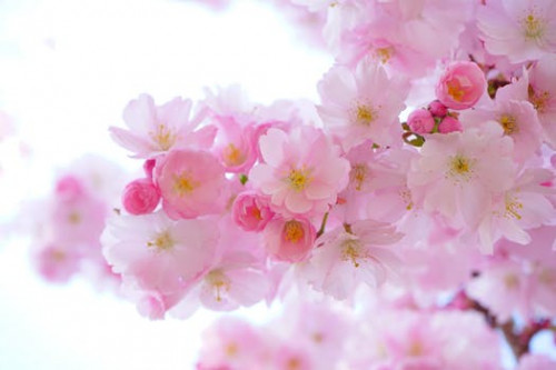 japanese cherry trees flowers spring japanese flowering cherry 54630