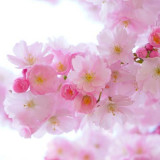 japanese-cherry-trees-flowers-spring-japanese-flowering-cherry-54630