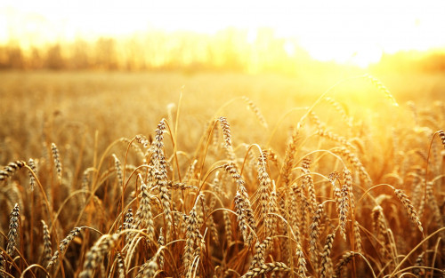 macro-field-wheat-sun-hd-wallpaper.jpg