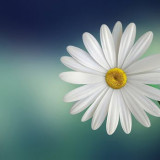 marguerite-daisy-beautiful-beauty