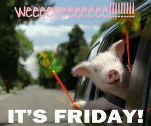 pig-in-a-car-weee-its-friday.jpg