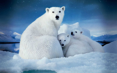 polar bear and her kids