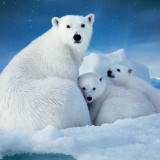 polar_bear_and_her_kids