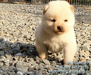 puppies70a51a2c1e95fca3.gif