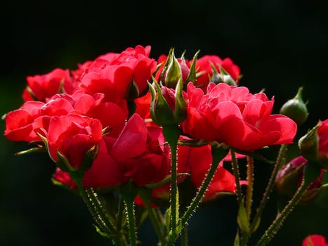 red-roses-rose-roses-back-light-88509.jpg