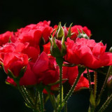 red-roses-rose-roses-back-light-88509