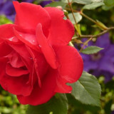 rose-blossom-bloom-red-rose-87469-1