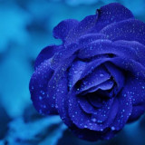 rose-blue-flower-rose-blooms-67636