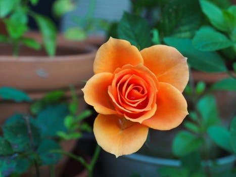 rose-huang-plant-royalty-free-69937.jpg