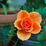 rose-huang-plant-royalty-free-69937