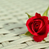 rose-red-rose-romantic-rose-bloom