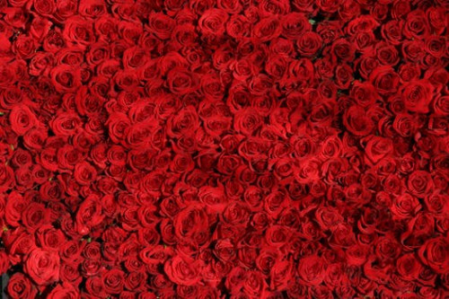 rose roses flowers red 54320