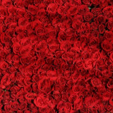 rose-roses-flowers-red-54320