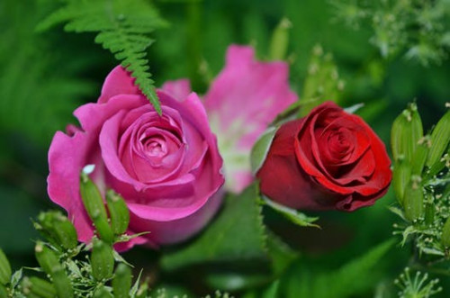 roses flower nature macro 63638