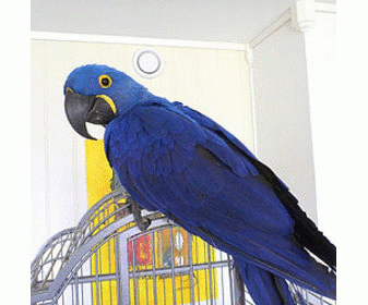 Did you know about Cockatoo Parrots for Sale? It’s time to visit ShinyParrotsHome.com and learn about the various parrot species before you decide to take one home.