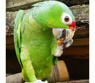 Did you know about Cockatoo Parrots for Sale? It’s time to visit ShinyParrotsHome.com and learn about the various parrot species before you decide to take one home.