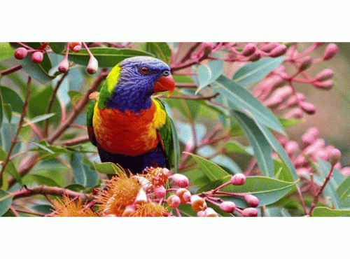 Shiny Parrots Home has put out the Eclectus parrots for sale right now! Visit our website to learn about different parrot species online.