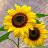 sunflower-flowers-bright-yellow-46216