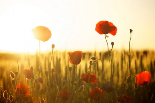 sunset-poppy-backlight-66274.jpg