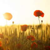 sunset-poppy-backlight-66274