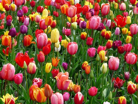 tulips-bed-colorful-color-69776.jpg