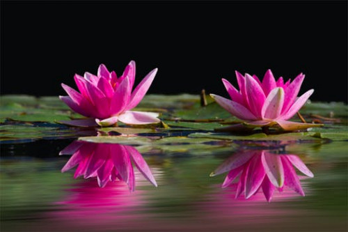 water-lilies-pink-water-lake-46231.jpg