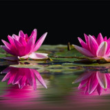 water-lilies-pink-water-lake-46231