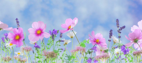 wild flowers flowers plant macro 40797