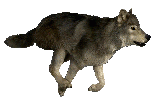 wolf running animated gif